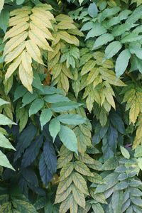 Full frame shot of leaves glyzinie 