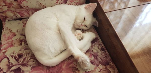 High angle view of cat sleeping