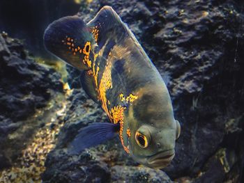 Fish swimming in sea