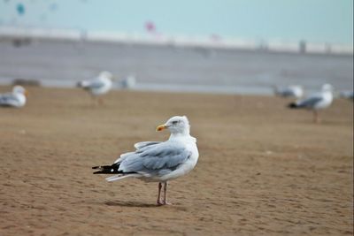 Seagull on beach