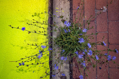 Close-up of purple flowering plant against wall