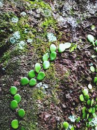 Close-up of green leaves