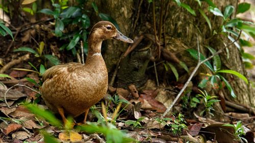 Duck standing in a farm