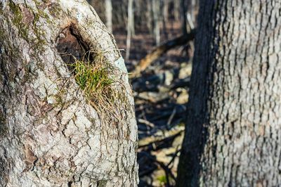 Close-up of tree trunk