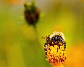 Close-up of bee on flower