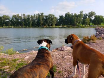 View of a dog on the lake