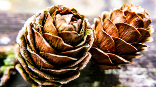 Close-up of pine cones