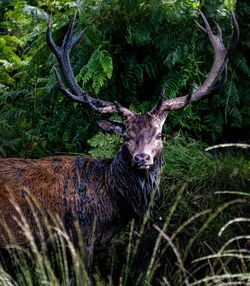 Portrait of deer in a forest