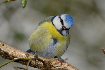 Close-up of blue tit perching on branch