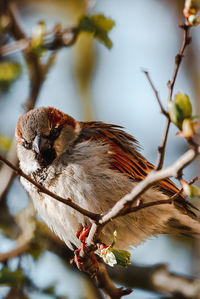 Close-up of bird perching on tree