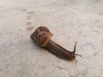 Close-up of snail