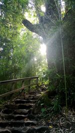 Sunlight streaming through trees in forest