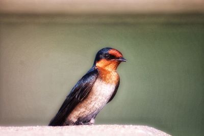 Close-up of bird perching