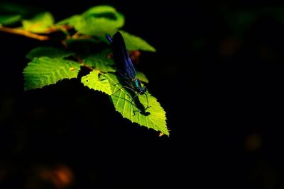 Close-up of insect on leaf