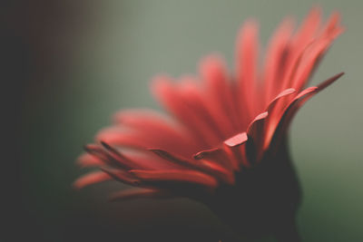 Close-up of red flower