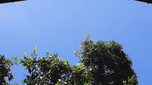 Low angle view of tree against blue sky