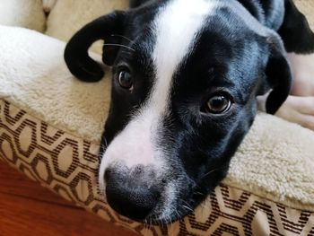 Close-up portrait of dog at home