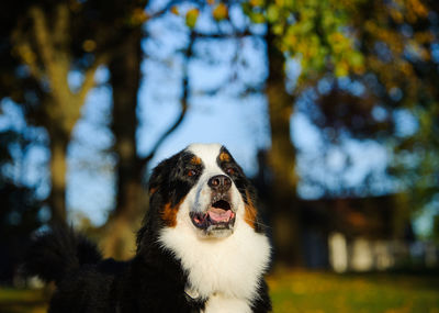 Close-up of dog against trees