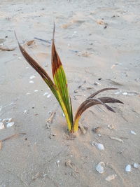 High angle view of plant on sand