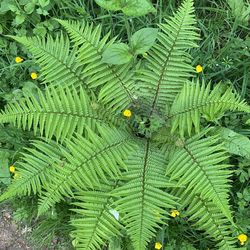 Full frame shot of fern leaves