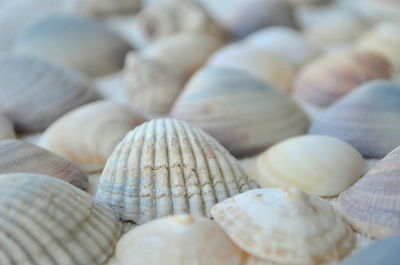 Close-up of seashells