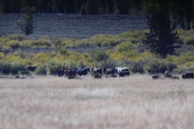 View of sheep on field