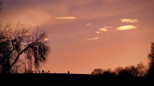 Silhouette of trees at sunset