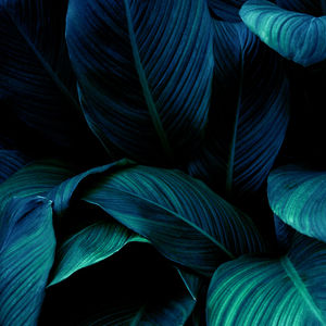 Full frame shot of leaves