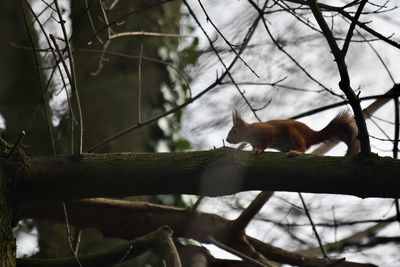 View of a cat on branch