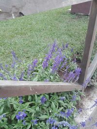 High angle view of purple flowering plants on field