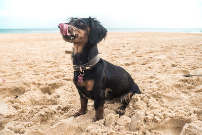 Dachshund at sandy beach