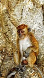 Monkey sitting on rock