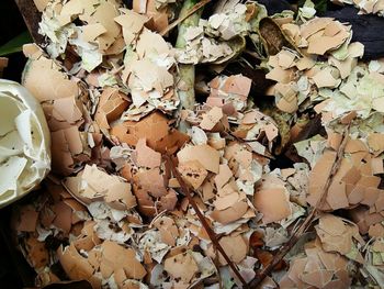 Full frame shot of leaves