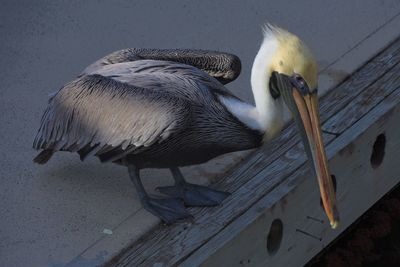 High angle view of bird perching on wood