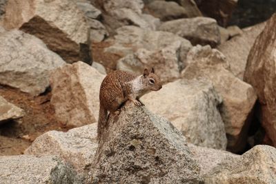 Side view of squirrel on rock