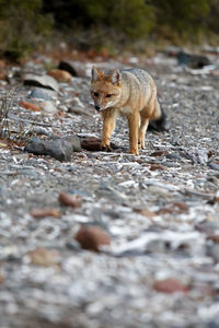 Full length of a fox on land