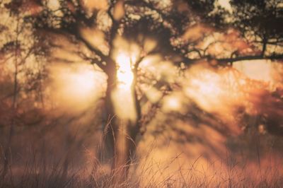 Trees at sunset