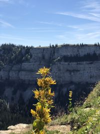 Scenic view of yellow flowering plants on land against sky