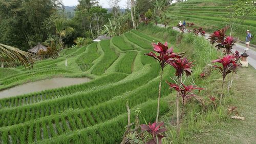 Scenic view of agricultural field