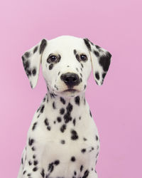 Close-up portrait of dog