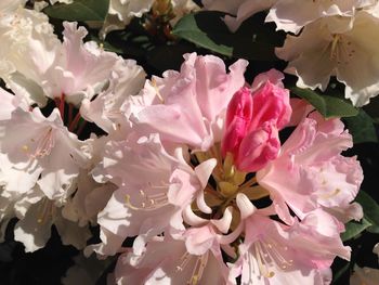 Close-up of pink flowers blooming outdoors