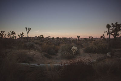 View of a desert