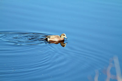 Close-up of bird swimming in lake