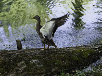 Bird perching on rock