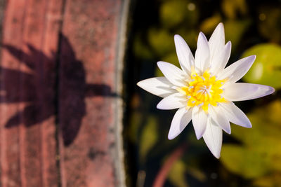 Close-up of white flowering plant