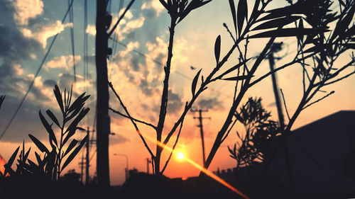 Close-up of silhouette plants against sky during sunset