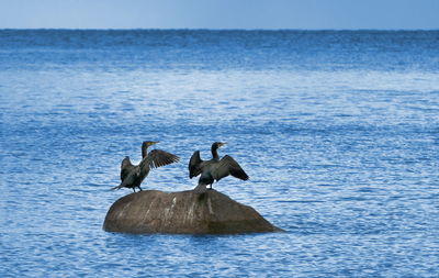 Cormorant on rock in sea against sky