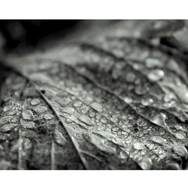 close-up, transfer print, selective focus, auto post production filter, textured, nature, focus on foreground, wood - material, natural pattern, leaf, macro, day, detail, fragility, wet, full frame, outdoors, growth, no people, backgrounds