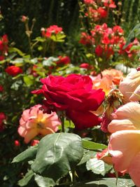 Close-up of red flowers