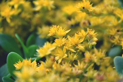 Close-up of yellow flowering plant